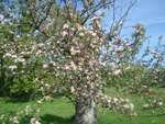 Photograph of oldest apple tree in Cramahe Township