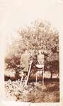 Apple Growing in Colborne by Joy Gifford - W.R. Scott Orchard - ladders and picking baskets