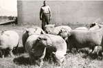 Lionel Orbell, veteran shepherd for Larkin Farms shown with some of 250 Southdowns sheep.