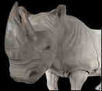 Iconic - White Rhino