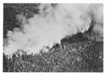 Forest Fire, Crica 1948, (3/16)