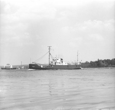 MAPLE (WAGL-234) (1939)