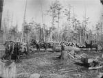 Logs Heading For The River