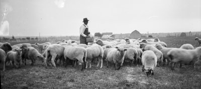 Feeding Sheep