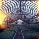 Linke's Greenhouse