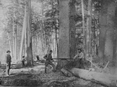 Loggers Felling a Tree