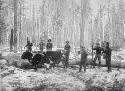 Loggers, Oxen, and Logs