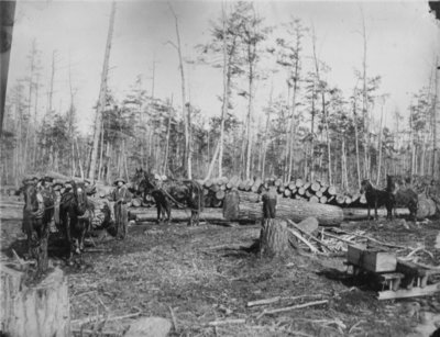 Horse Teams Hauling Logs