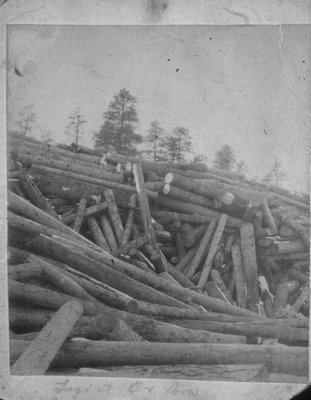 Log Jam at the Ox-Bow on the Thunder Bay River
