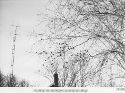 Birds on a Winter Morning