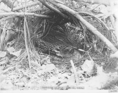 Partridge's Nest