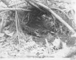 Partridge's Nest