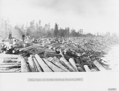 Ox-Bow Log Banks on Thunder Bay River