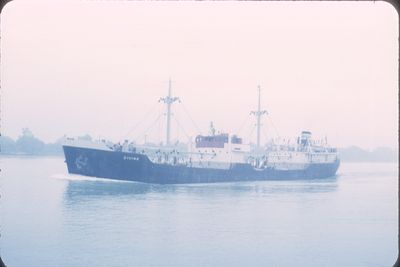 DIVINA (1951, Ocean Freighter)