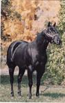 344 Horse Black Jack Straw
