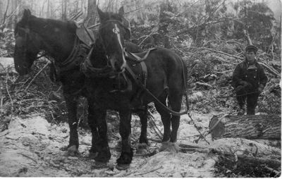 060 Man with team of black horses pulling logs out of woods