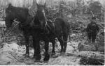 060 Man with team of black horses pulling logs out of woods