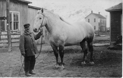 141 Unidentified man with large white horse