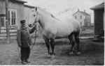141 Unidentified man with large white horse