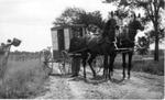 620 Unidentified man with U.S. Mail wagon pulled by two horses.