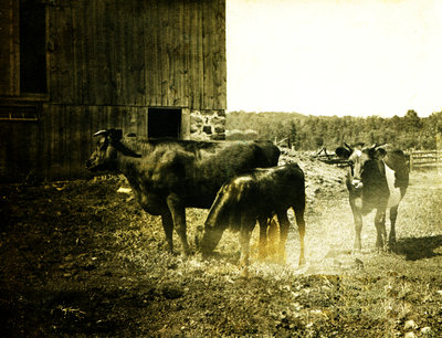 Spring Valley Farm Postcard