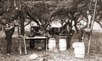 Percy Hare and others, apple orchard near Brighton, Ontario, 1907