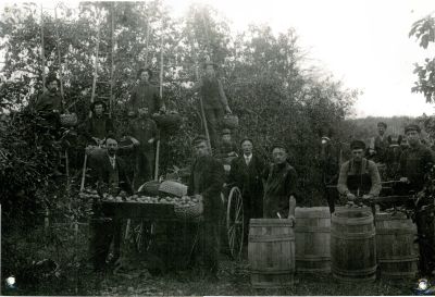 Apple harvest