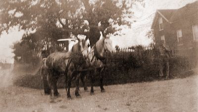 Horses Hitched to pull