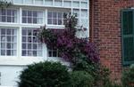 A beautiful clematis still thriving after the tornado in Brighton, Ontario, 1973