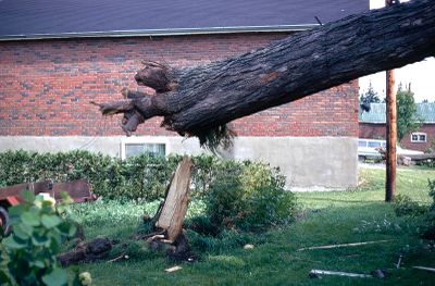 A tree snapped off at the roots after the tornado in Brighton, Ontario, Canada in 1973.