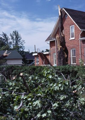 Tree top snapped off in the tornado