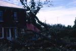 Tree leaning against a house after the tornado.