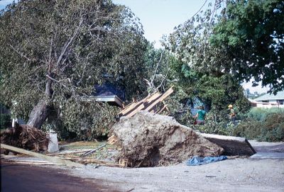 Two large trees uprooted in the tornado in Brighton, Ontario, Canada in 1973.