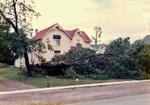 A large tree downed by the tornado in Brighton, Ontario, Canada.