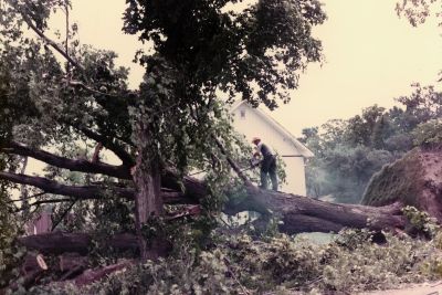 Cutting up a large tree after it was uprooted during tornado in Brighton, Ontario, Canada.