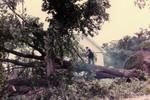 Cutting up a large tree after it was uprooted during tornado in Brighton, Ontario, Canada.