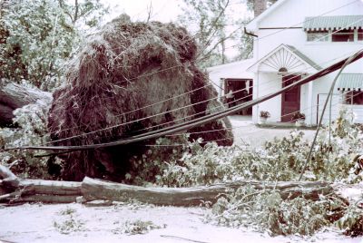 Downed trees and power lines after the tornado struck  Brighton, Ontario, Canada.