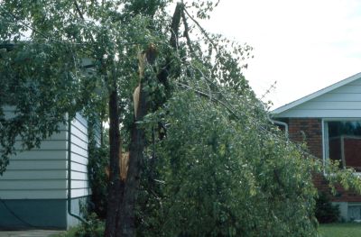 Tornado damage to Meade Street, Brighton, Ontario