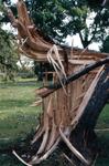 Tornado damage to Brighton, Ontario