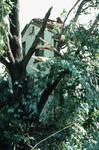 Tornado damage to Brighton, Ontario