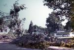 Tornado damage, Memorial Park, looking northeast from corner of Kingsley Avenue and Main Street, Brighton, Ontario