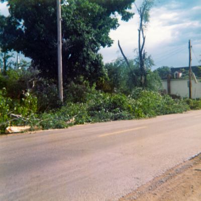 Tornado damage to trees, Brighton, Ontario