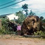 Tornado uproots tree, Brighton, Ontario