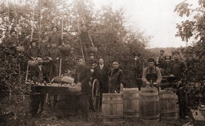 A group of men picking apples and packing them into barrels for shipment overseas.