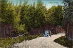 Car and Driver in Presqu'ile Park