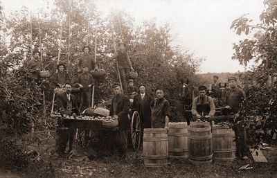 Apple Pickers in the field during harvest loading barrels of apples.