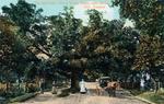 "The Old Oak, Cherry Valley Road, Near Picton, Ont., Canada"