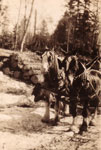 Marsden's Log Hauls, 1935
