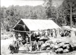 Constructing a Building at the Lumber Camp, circa 1920