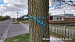 Blue Ribbon Tied Around a Tree During the COVID-19 Pandemic in Brantford, Ontario